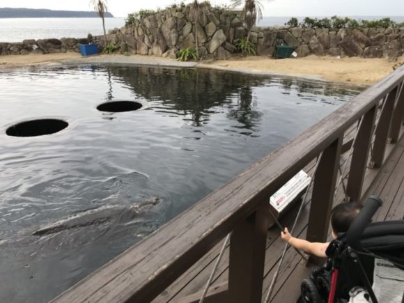 串本海中公園のウミガメパーク