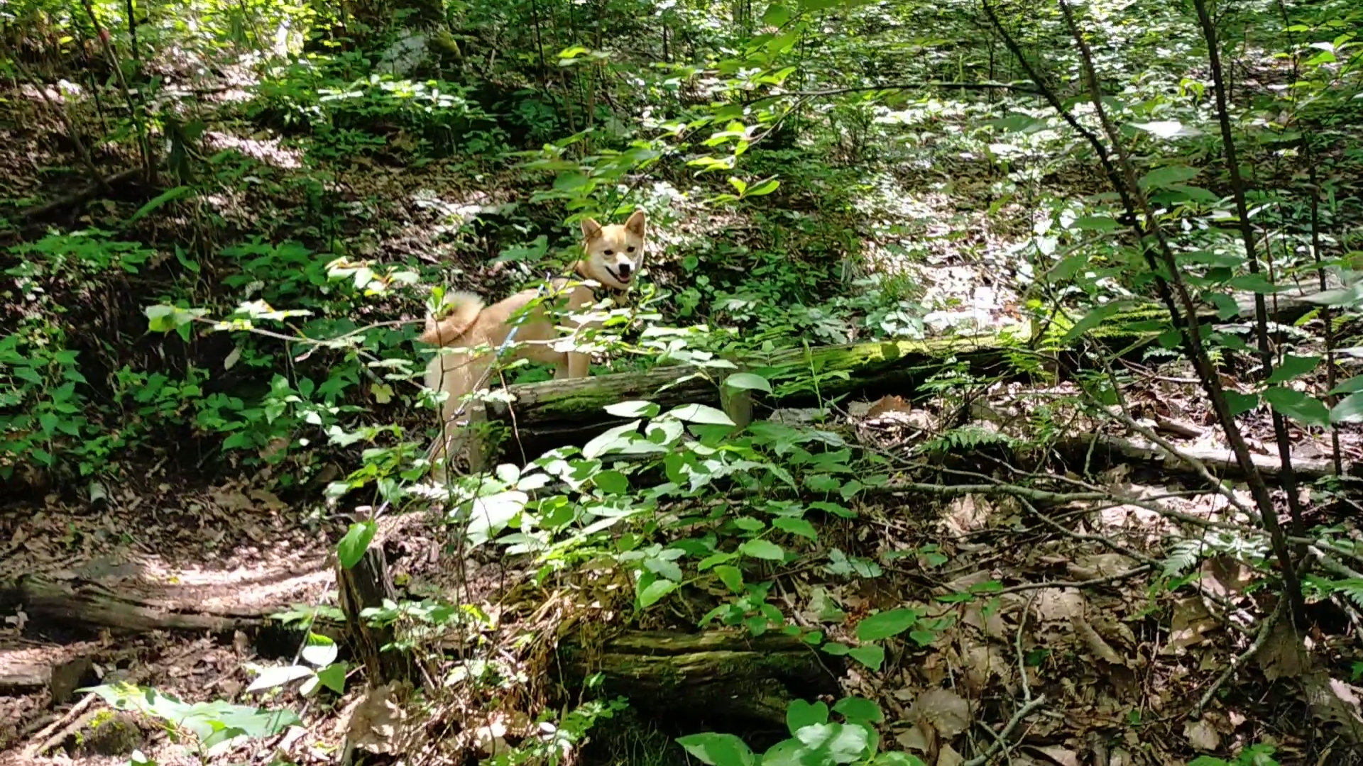 愛犬と登山スタート