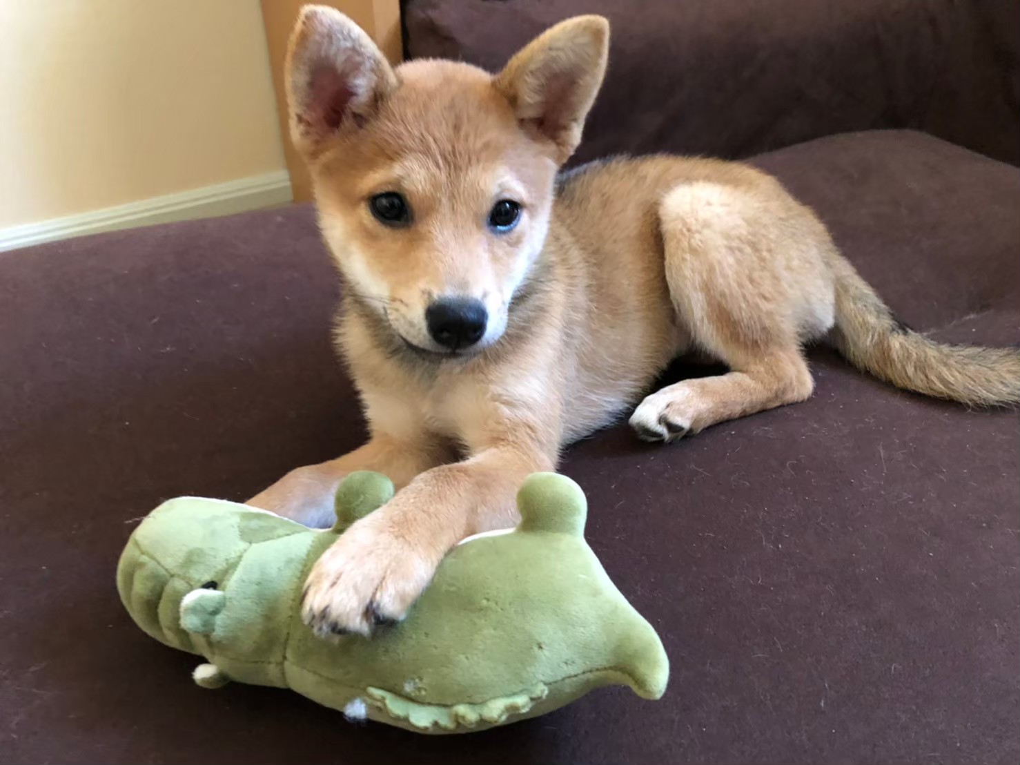 愛犬とのおでかけとマナー