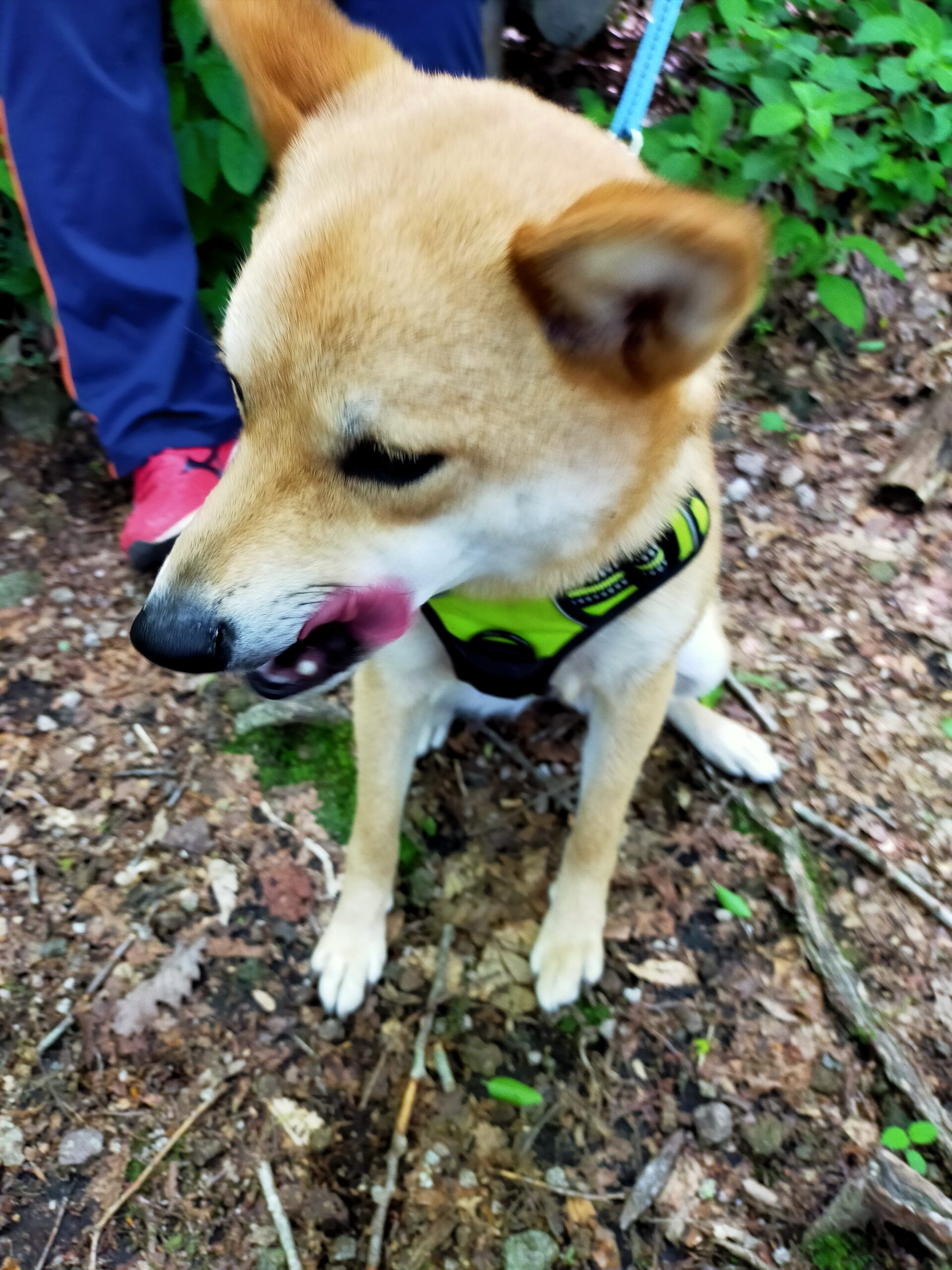 愛犬と登山で休憩