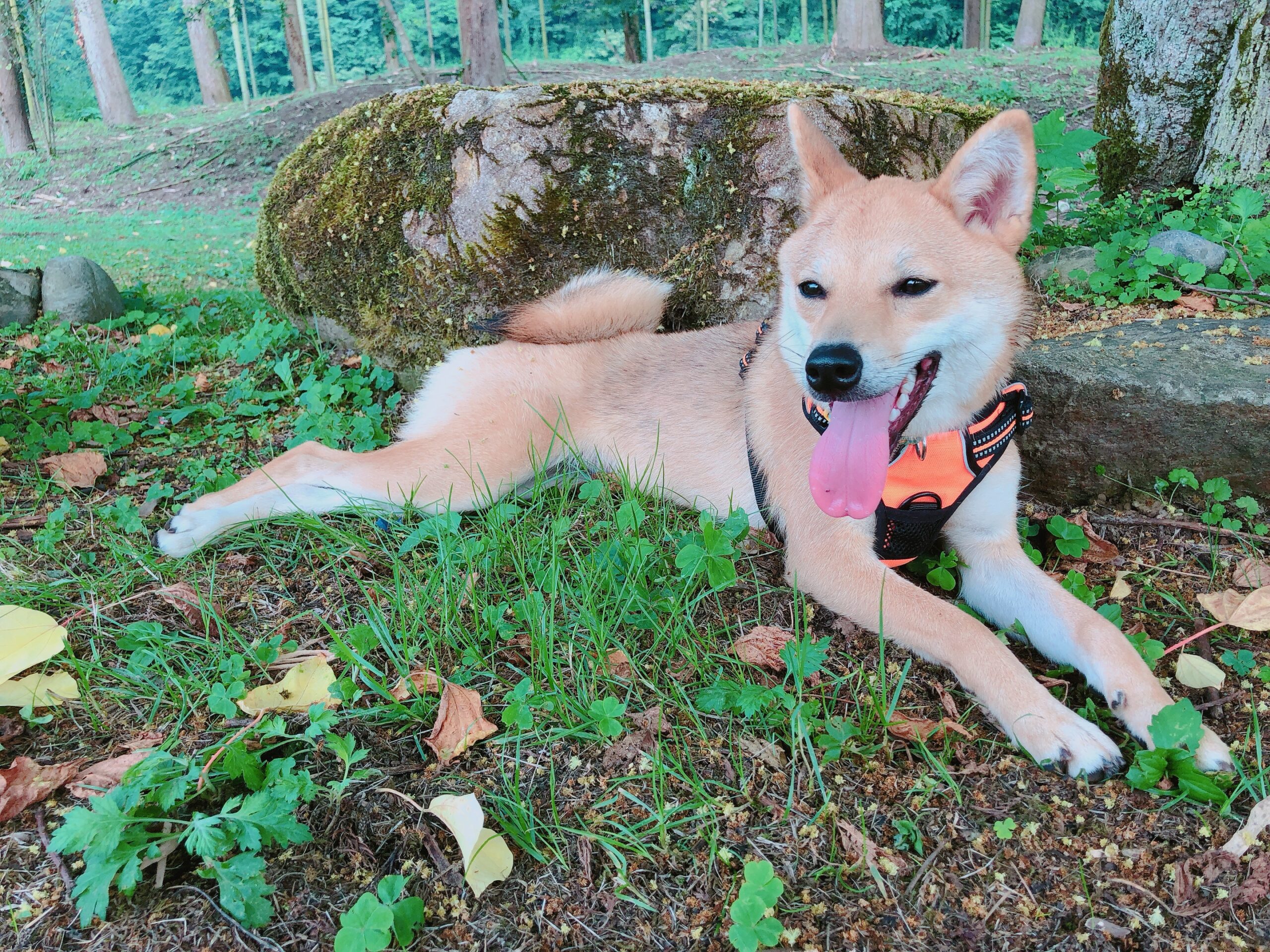 愛犬とのおでかけとマナー