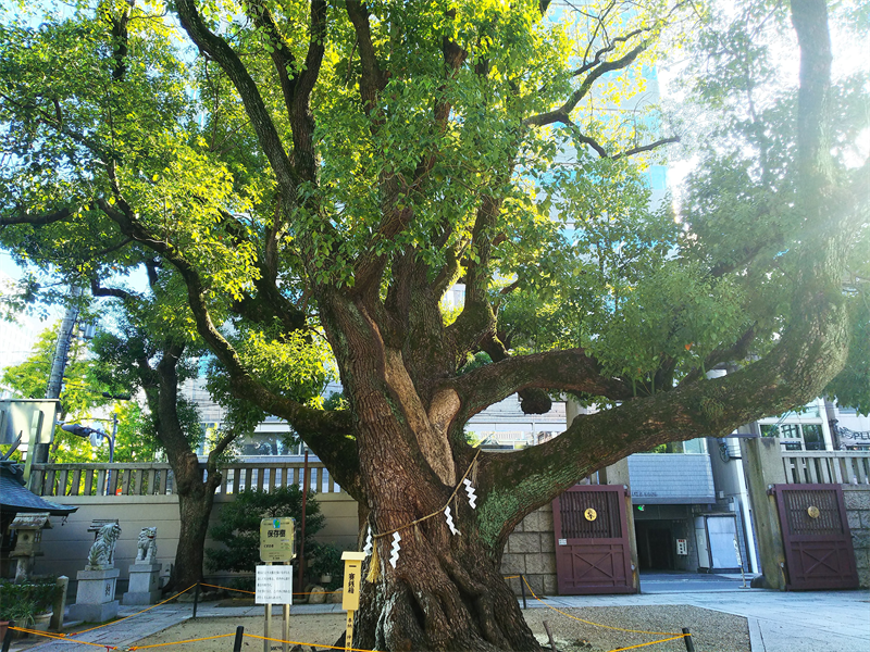 難波神社の御神木