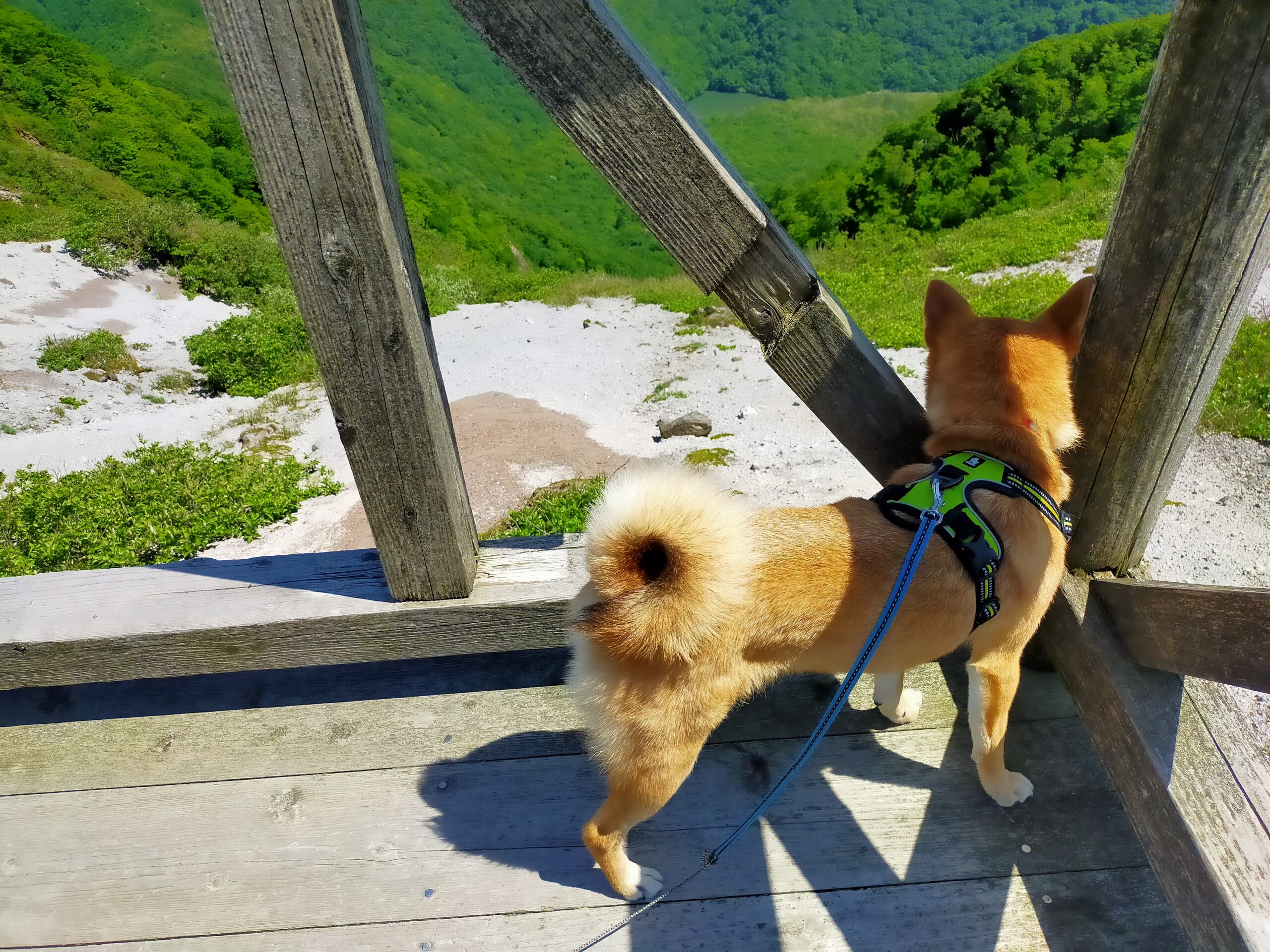 愛犬と登山ラストスパート