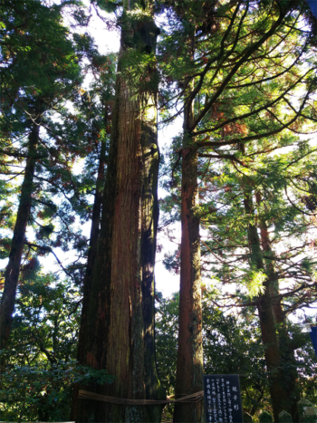 諭鶴羽神社の親小杉