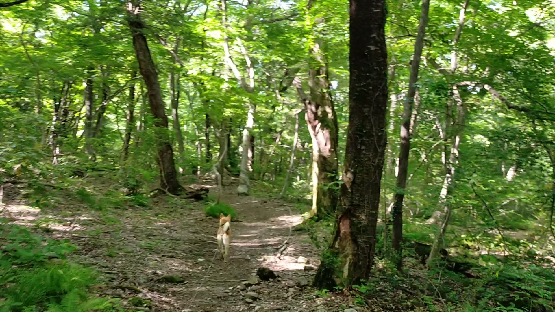 愛犬と登山の下山コース