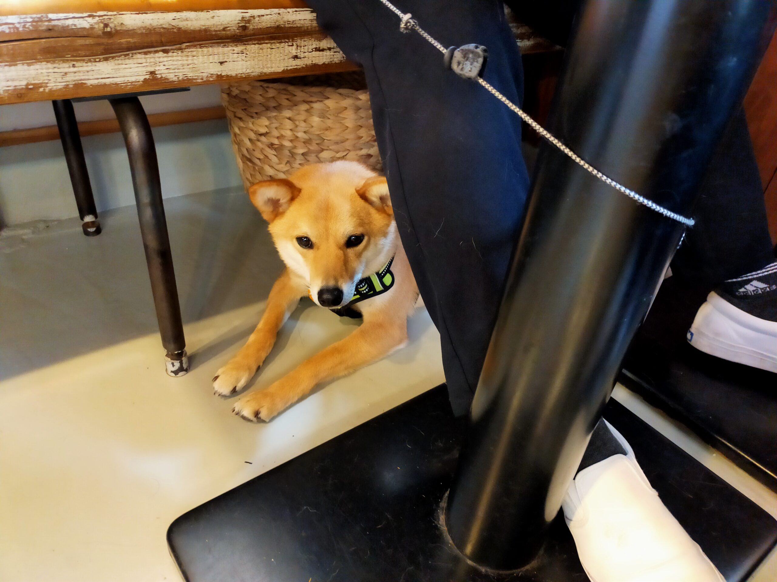 愛犬とのおでかけとマナー