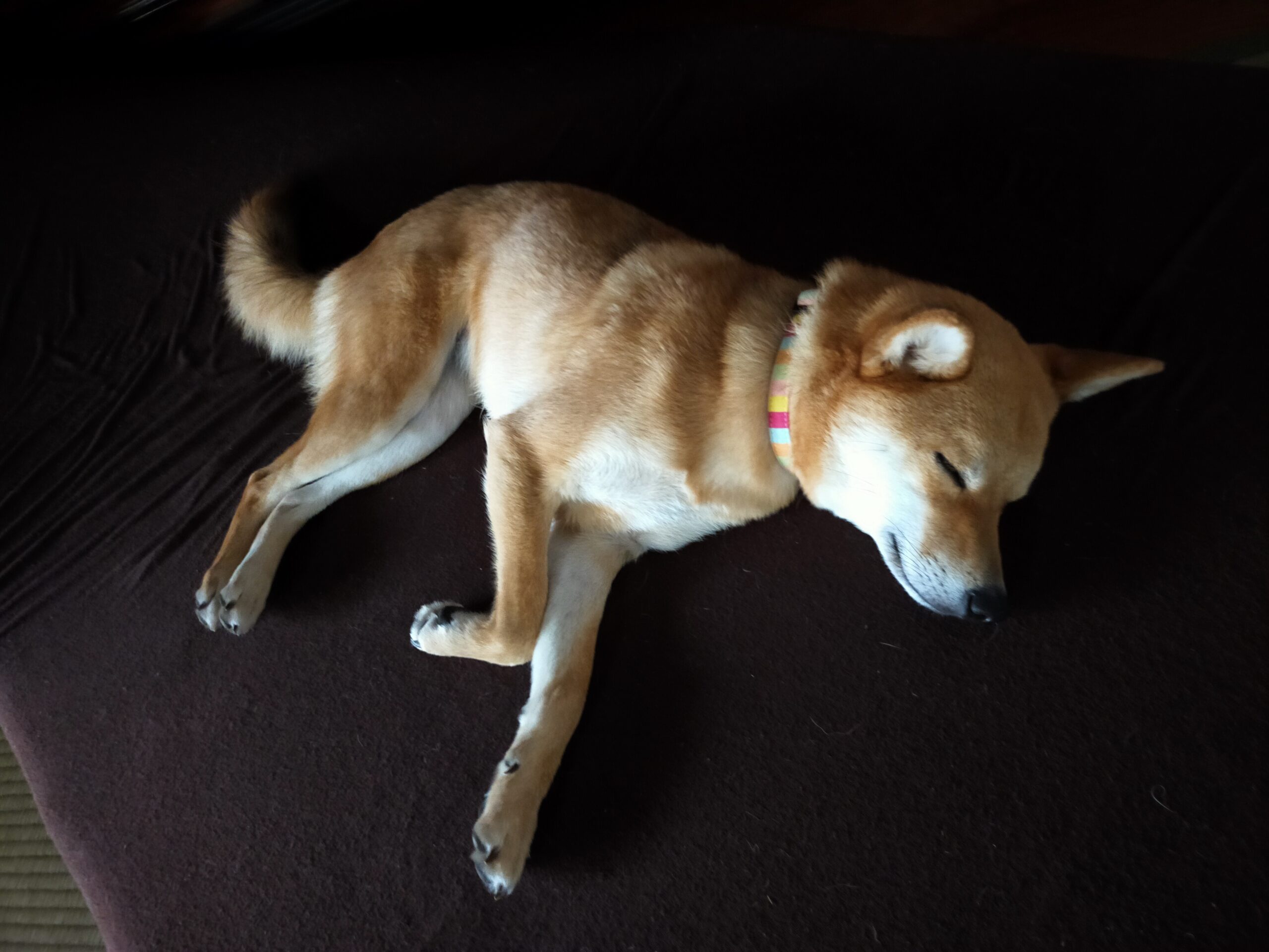 愛犬と登山のおまけ