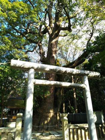 伊弉諾神宮の夫婦大楠